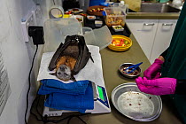 Grey-headed flying-fox (Pteropus poliocephalus) recovering on scales following surgery to amputate toe. Temporarily captive, to be released once recovered. Currumbin Wildlife Hospital, Gold Coast, Que...