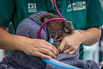 Koala (Phascolarctos cinereus) female aged 12 months undergoing health check, veterinary nurse adminstering oxygen following anaesthetic. Joey's mother died from a terminal chlamydia infection. T...