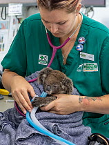 Koala (Phascolarctos cinereus) female aged 12 months undergoing health check, veterinary nurse adminstering oxygen following anaesthetic. Joey's mother died from a terminal chlamydia infection. T...