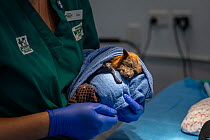 Grey-headed flying-fox (Pteropus poliocephalus) recovering from anaesthetic and thumb amputation, held by veterinary nurse. Bat was caught in roof guttering. Temporarily captive, to be released once r...
