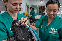 Veterinarian and veterinary nurse administrating anaesthetic to Wedge-tailed eagle (Aquila audax) to monitor progress following wing fracture, likely caused by road traffic accident. Temporarily capti...