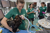Veterinary nurse administrating anaesthetic to Wedge-tailed eagle (Aquila audax) to monitor progress following wing fracture. Veterinarians in background. Temporarily captive, to be released once full...