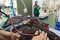 Wedge-tailed eagle (Aquila audax) under anaesthetic, veterinary nurse checking progress following wing fracture. Veterinarian in background. Temporarily captive, to be released once fully recovered. C...