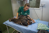 Wedge-tailed eagle (Aquila audax) with wing fracture under anaesthetic, veterinary nurse preparing to undertake x-ray. Temporarily captive, to be released once fully recovered. Currumbin Wildlife Hosp...