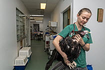Wedge-tailed eagle (Aquila audax) with wing fracture on way to recovery room following x-ray, carried by veterinary nurse. Temporarily captive, to be released once fully recovered. Currumbin Wildlife...