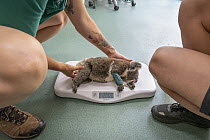 Koala (Phascolarctos cinereus) female aged 12 month under anaesthetic, on scales during health check. Temporarily captive, until old enough to be released. Currumbin Wildlife Hospital, Gold Coast, Que...