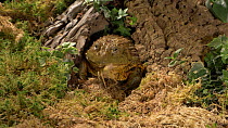 Slow motion clip of an African bullfrog (Pyxicephalus asperses) eating locust, retracting eyes whilst swallowing, UK. Captive, native to Africa.