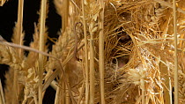 Close-up of a Harvest mouse (Micromys minutus) in nest amongst wheat stalks, demonstrating use of prehensile tail, Bedfordshire, England, UK. Captive.