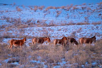 Kulan, / Mongolian wild ass (Equus hemionus hemionus) herd in winter, Kalamaili National Nature Reserve, Xinjiang, China