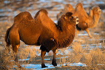 Bactrian camel (Camelus bactrianus) male, a &#39;wild living&#39; animal owned by a camel herdsman, Kalamaili Nature Reserve, Xinjiang, China
