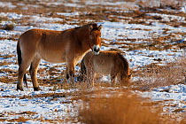 Przewalski&#39;s horse (Equus przewalskii) with foal, Kalamaili National Nature Reserve, Xinjiang, China. These individuals rounded up into a feeding enclosure during winter, for reasons of increased...