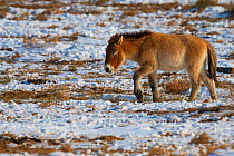 Przewalski&#39;s horse (Equus przewalskii) Kalamaili National Nature Reserve, Xinjiang, China. These individuals rounded up into a feeding enclosure during winter, for reasons of increased survival po...