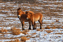 Przewalski&#39;s horse (Equus przewalskii) two standing together Kalamaili National Nature Reserve, Xinjiang, China. These individuals rounded up into a feeding enclosure during winter, for reasons of...