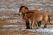 Przewalski&#39;s horse (Equus przewalskii) two standing together Kalamaili National Nature Reserve, Xinjiang, China. These individuals rounded up into a feeding enclosure during winter, for reasons of...