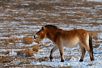Przewalski&#39;s horse (Equus przewalskii), Kalamaili National Nature Reserve, Xinjiang, China. These individuals rounded up into a feeding enclosure during winter, for reasons of increased survival p...