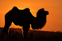 Bactrian camel (Camelus bactrianus) male silhouetted at sunset, living in the wild but owned by a camel herdsman, Kalamaili Nature Reserve, Xinjiang, China
