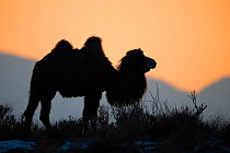 Bactrian camel (Camelus bactrianus) male silhouetted at sunset, living in the wild but owned by a camel herdsman, Turpan Basin, Gobi Desert, Xinjiang, China