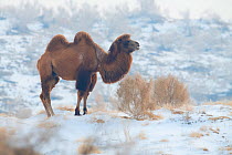 Bactrian camel (Camelus bactrianus) male living in the wild but owned by a camel herdsman, Kalamaili Nature Reserve, Xinjiang, China