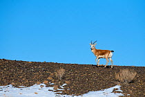 Goitered or Black-tailed gazelle (Gazella subgutturosa) male, Kalamaili National Nature Reserve, Xinjiang, China