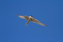 California least tern (Sternula antillarum browni) hovering while searching for prey, Bolsa Chica Ecological Reserve, California, USA June/2014
