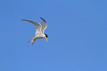 California least tern (Sternula antillarum browni) hovering while searching for prey, Bolsa Chica Ecological Reserve, California, USA June