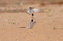 California least terns (Sternula antillarum browni) engage in food exchange during courtship, Bolsa Chica Ecological Reserve, California, USA July. Digitally expanded canvas.