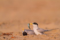 California least terns (Sternula antillarum browni) mating on the beach, with male holding nuptial gift of fish for female, Huntington Beach Least Tern Preserve, California, USA May