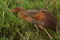 Ridgeway&#39;s rail (Rallus obsoletus levipes) stretching its wings, Bolsa Chica Ecological Reserve, California, USA March.