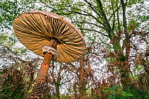 Underside of parasol mushroom (Macrolepiota procera) showing gills and movable ring in forest in autumn / fall, France, October