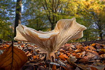 Fleecy milk-cap fungus (Lactifluus / Lactarius vellereus) on the forest floor in beech woodland in autumn, France, November