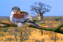 African pygmy falcon (Polihierax semitorquatus) female perched in tree, native to eastern and southern Africa. Captive. Digital composite