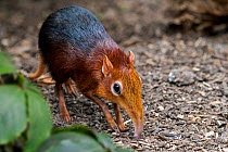 Black and rufous elephant shrew / sengi (Rhynchocyon petersi) looking for insects in the ground with long nose / proboscis. Captive
