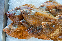 Common dab fishes (Limanda limanda) on ice on display in fish shop / fish market
