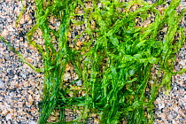 Gutweed / Sea lettuce (Ulva intestinalis / Enteromorpha intestinalis) green alga washed on rocky beach, Normandy, France, June