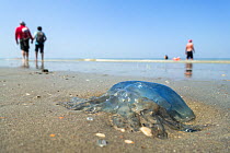 Barrel jellyfish / Dustbin-lid jellyfish (Rhizostoma pulmo) washed ashore on the beach along the North Sea coast in summer, Belgium, July