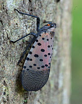 Spotted lanternfly (Lycorma delicatula) Fort Washington State Park, Pennsylvania, USA, August.