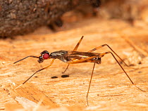 Stilt-legged fly (Rainieria antennaepes) Fort Washington State Park, Pennsylvania, USA, July.