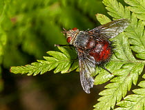 Tachinid fly (Juriniopsis adusta) on fern, Morris Arboretum, Pennsylvania, September.