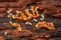 Corticioid fungus (Fibularhizoctonia) tended by termites, this funugs mimics termite eggs, Wissahickon Valley Park, Pennsylvania, USA, August.