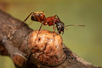 Ferruginous carpenter ant (Camponotus chromaiodes) getting honeydew from Tulip tree scale insect (Toumeyella liriodendri) Camp Woods Preserve, Pennsylvania, USA, August.