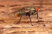 Flesh fly (Sarcophagidae) Fort Washington State Park, Pennsylvania, USA, August.