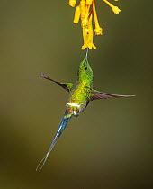Green thorntail hummingbird ( Discosura conversii) feeding at flower, Buenaventura Reserve, Ecuador.