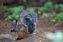 Guayaquil squirrel (Sciurus stramineus) Jorupe Reserve, Ecuador.