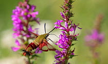 Hummingbird clearwing moth (Hemaris thysbe) nectaring at Purple loosestrife, French Creek State Park, Pennsylvania, USA, August.
