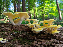 Golden oyster mushroom (Pleurotus citrinopileatus) Philadelphia, Pennsylvania, USA, August.