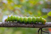 Imperial moth caterpillar (Eacles imperialis) Morris Arboretum, Pennsylvania, USA, September.