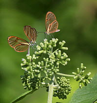 Butterflies (Ithomia pseudoagalla) on flower, Buenaventura Reserve, Ecuador.