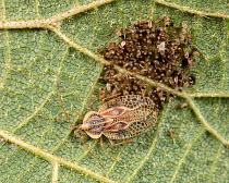 Linden lace bug (Gargaphia tiliae) with eggs, Morris Arboretum, Pennsylvania, USA. August.