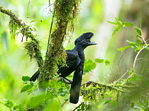 Long-wattled umbrellabird (Cephalopterus penduliger) Buenaventura Reserve, Ecuador.