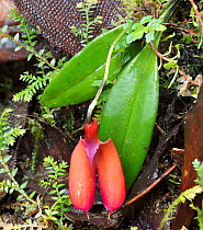Orchid (Masdavllia) Tapichalaca Reserve, Ecuador.